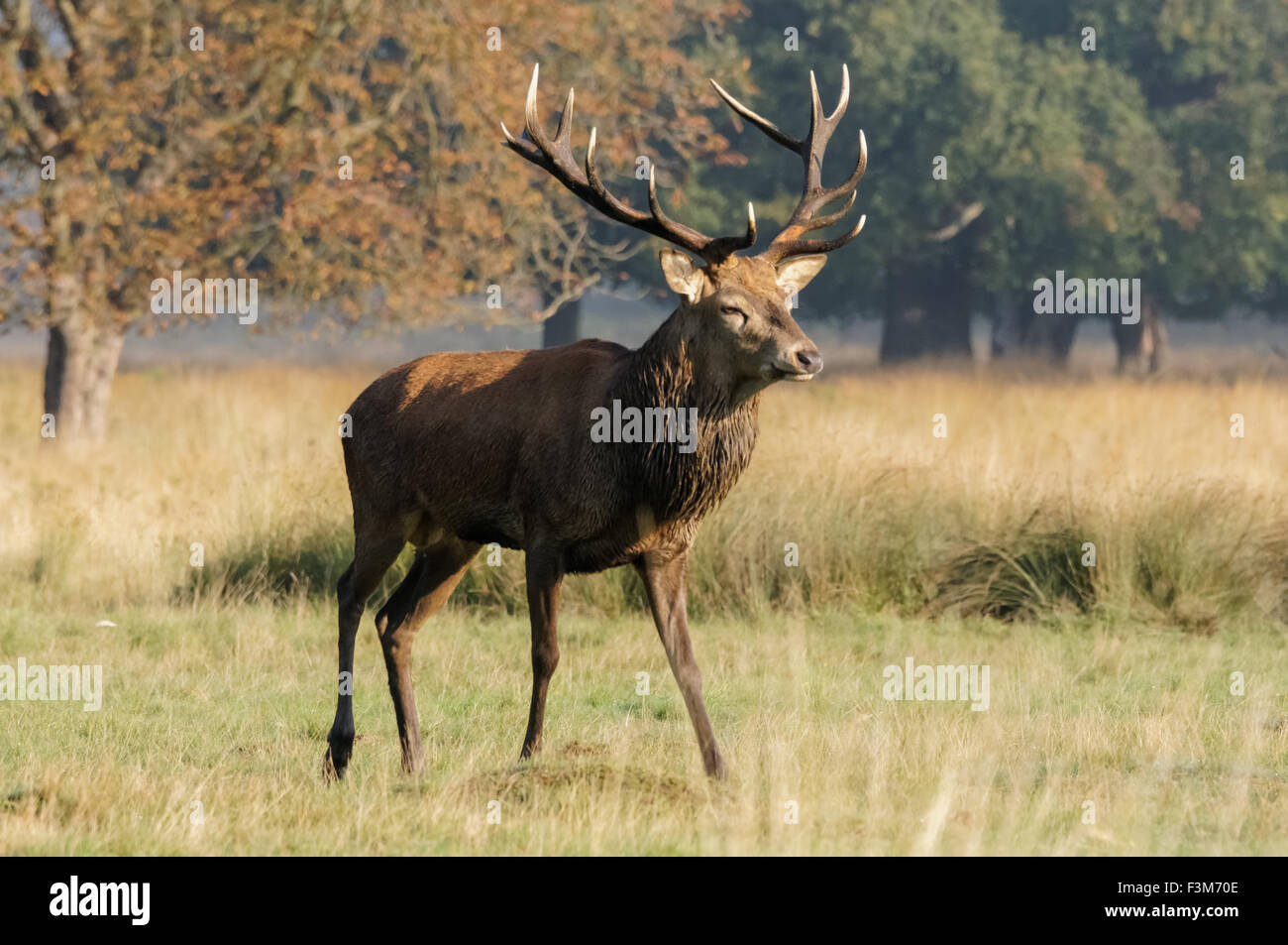 Virginie à Richmond Park, Londres Angleterre Royaume-Uni UK Banque D'Images