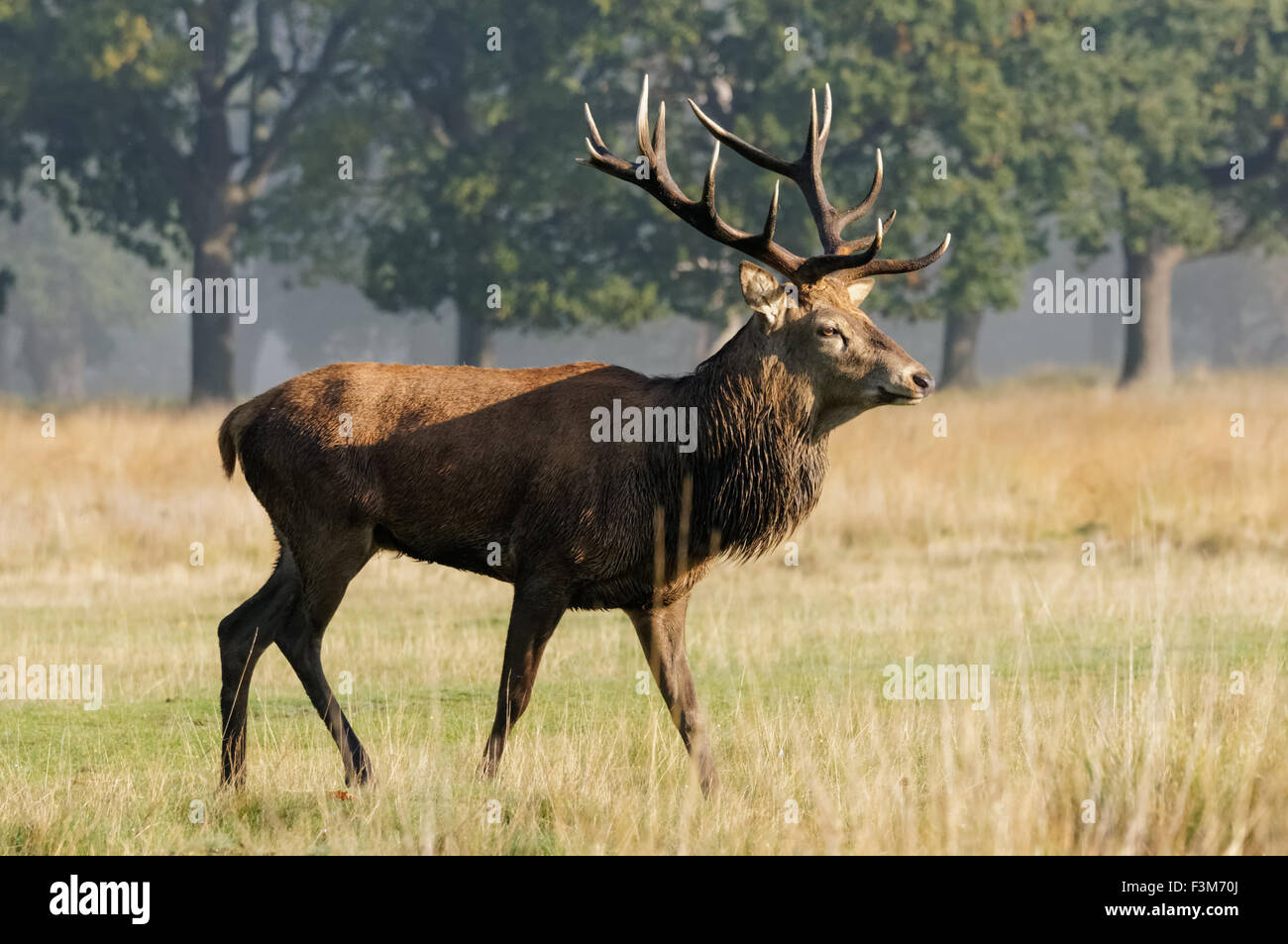 cerf avec de grands bois dans une forêt Banque D'Images