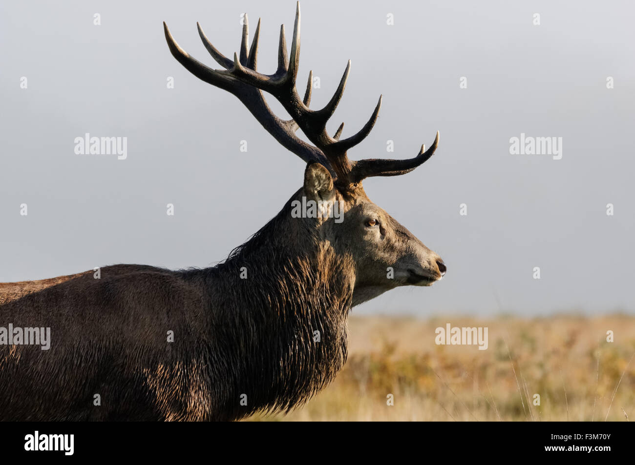 cerf avec de grands bois dans une forêt Banque D'Images