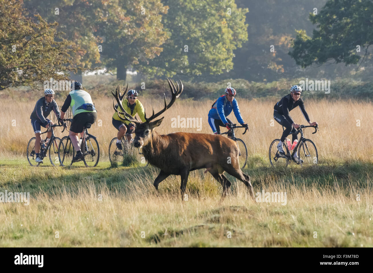 Les cyclistes à Richmond Park, Londres Angleterre Royaume-Uni UK Banque D'Images