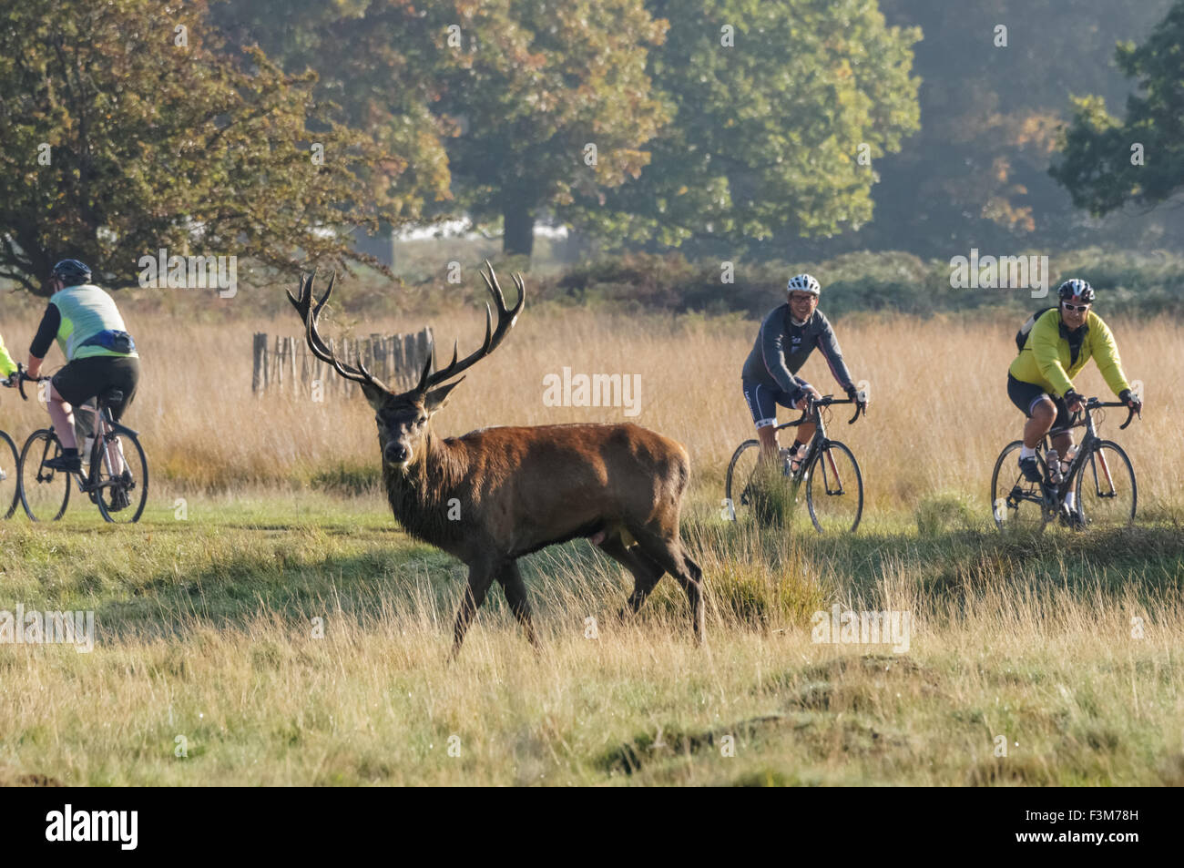 Les cyclistes à Richmond Park, Londres Angleterre Royaume-Uni UK Banque D'Images