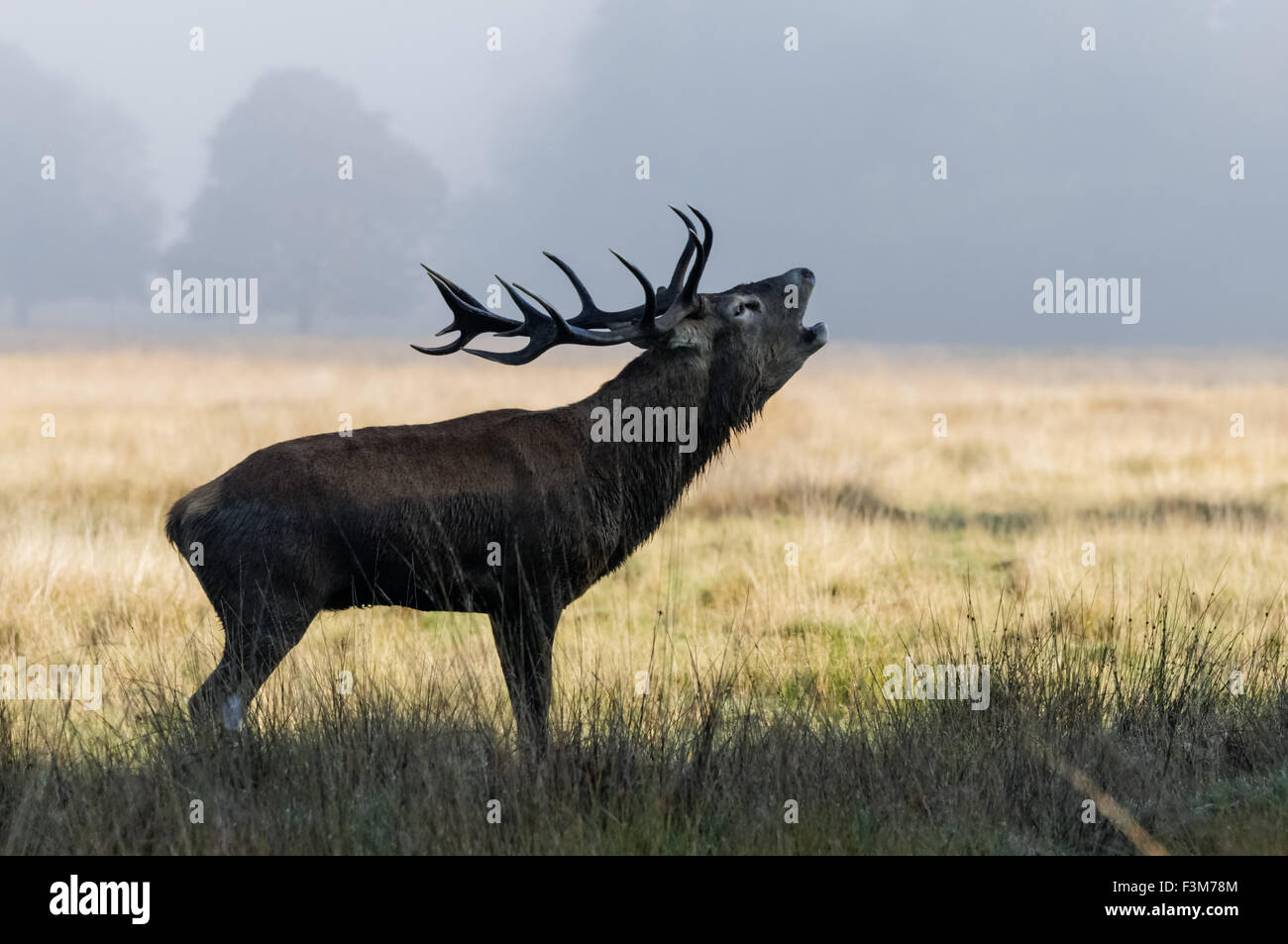 cerf avec de grands bois de roaring d'antilers dans une forêt Banque D'Images