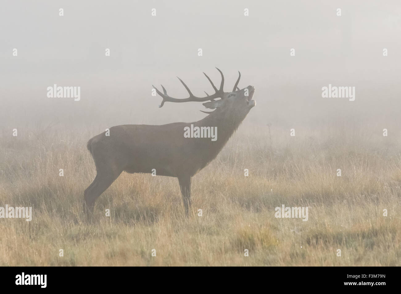 cerf avec de grands bois de roaring dans un brouillard de forêt Banque D'Images