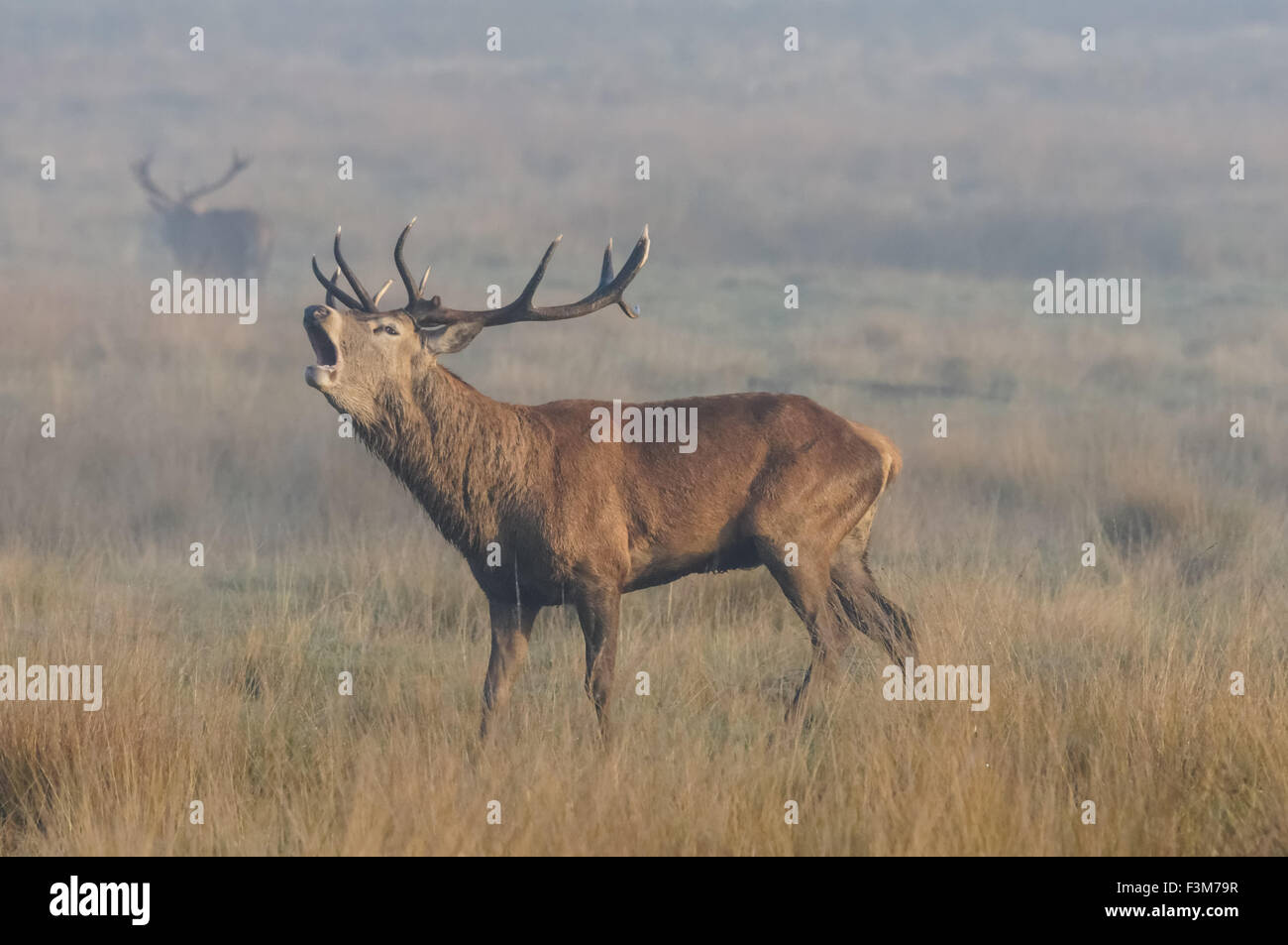 cerf avec de grands bois de roaring d'antilers dans une forêt Banque D'Images