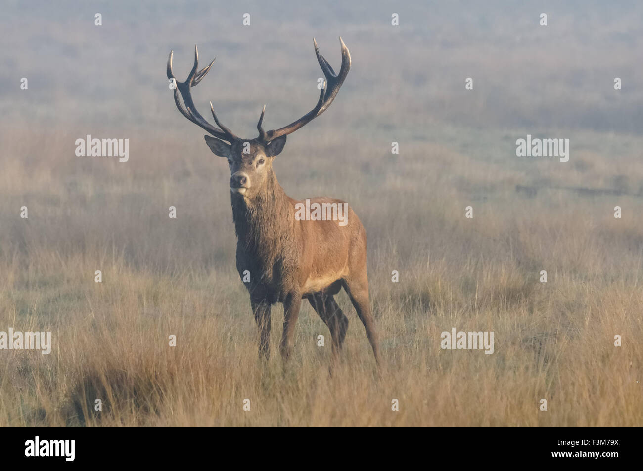 cerf avec de grands bois dans une forêt Banque D'Images