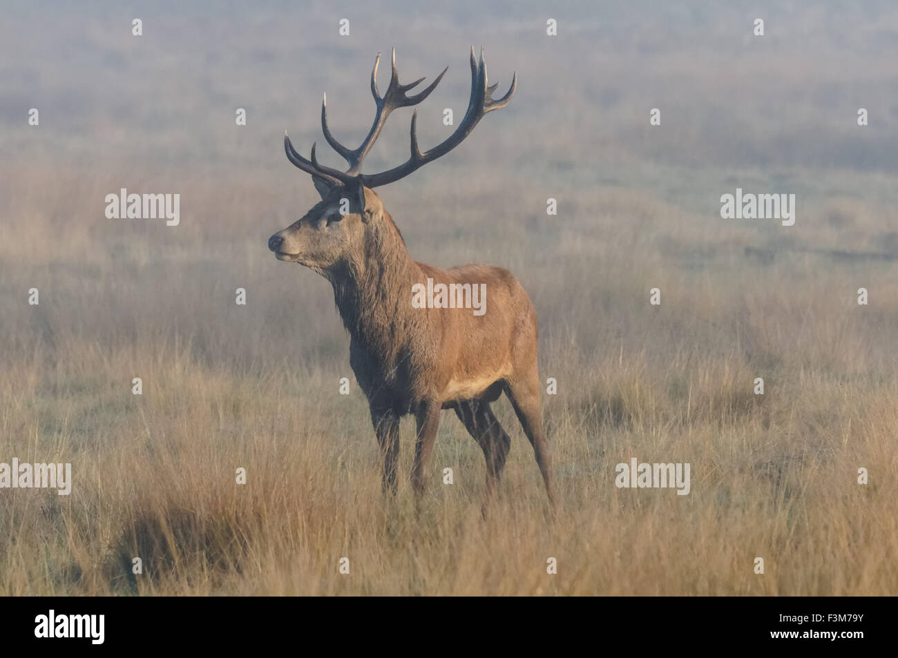 cerf avec de grands bois dans une forêt Banque D'Images