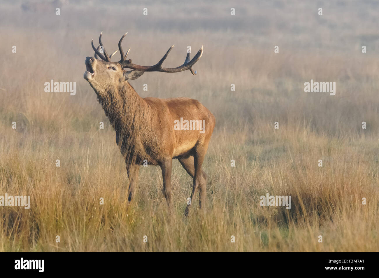 cerf avec de grands bois de roaring d'antilers dans une forêt Banque D'Images