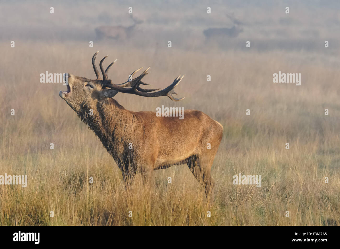 cerf avec de grands bois de roaring d'antilers dans une forêt Banque D'Images