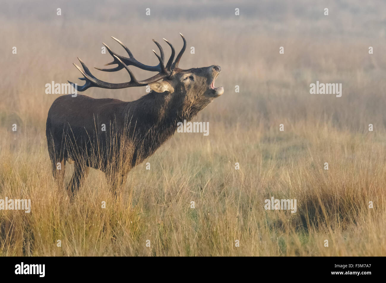 cerf avec de grands bois de roaring d'antilers dans une forêt Banque D'Images