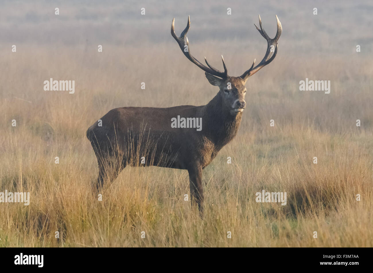 cerf avec de grands bois dans une forêt Banque D'Images