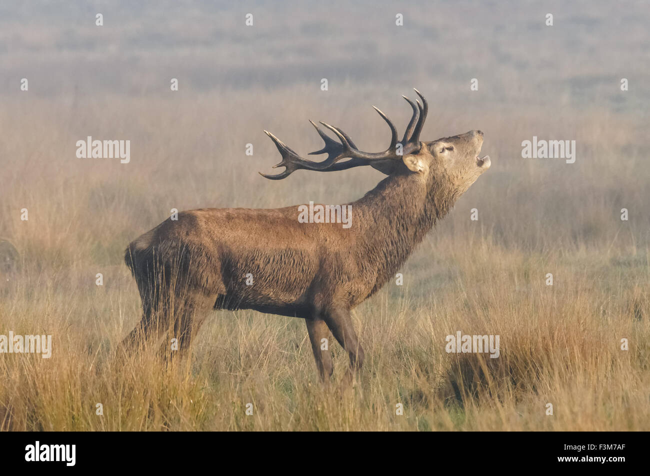 cerf avec de grands bois de roaring d'antilers dans une forêt Banque D'Images