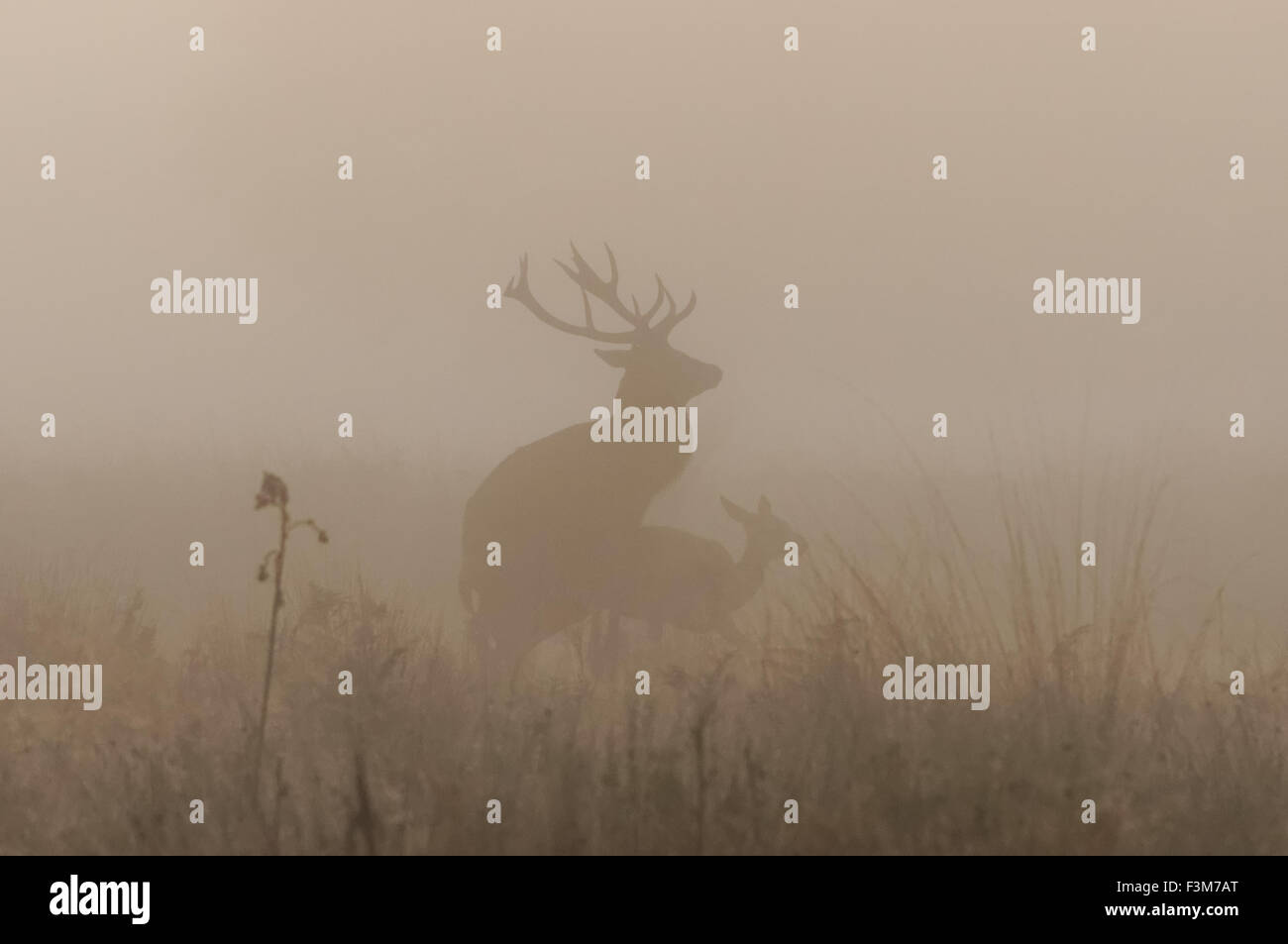 cerf avec de grands fourbires s'accouplés avec des femelles dans une forêt Banque D'Images