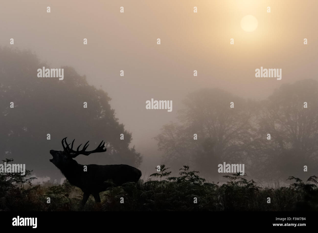 Cerf avec de grands bois de roaring à Richmond Park, Londres Royaume-Uni Banque D'Images