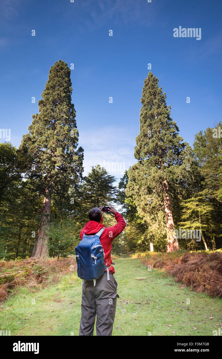 Les arbres Séquoia géant, le plus grand des arbres dans le parc national New Forest pesant plus de 105 tonnes Banque D'Images