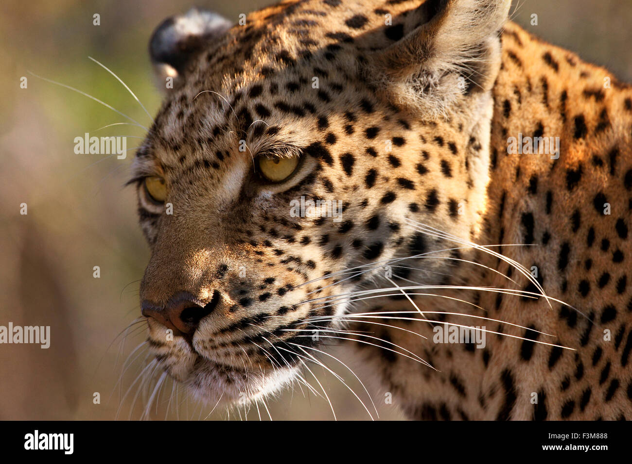 Une femelle adulte Leopard (Panthera pardus) dans la zone de Savuti Botswana Banque D'Images