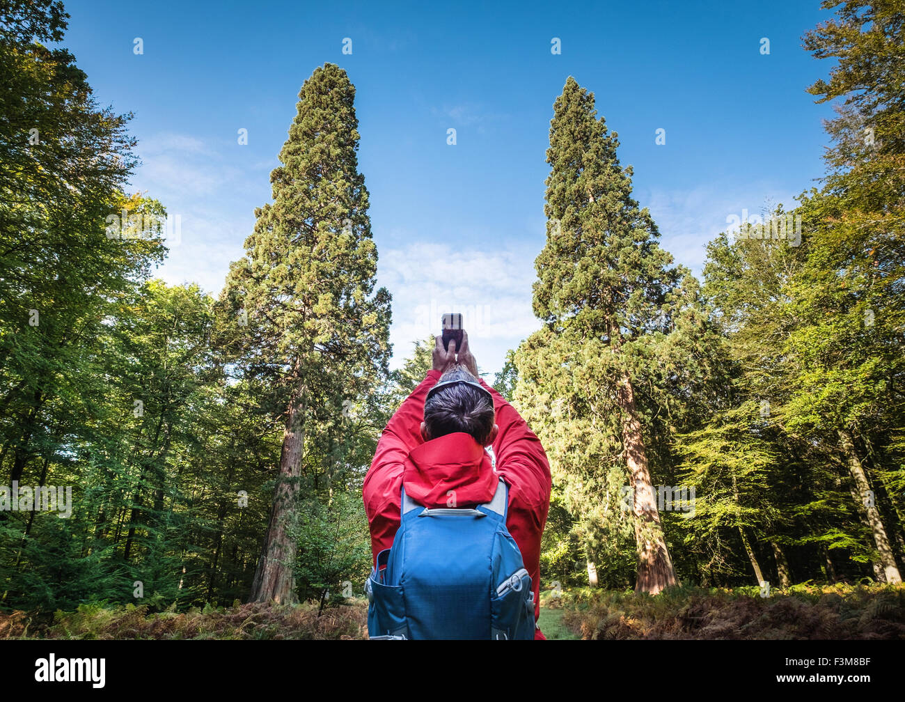 Les arbres Séquoia géant, le plus grand des arbres dans le parc national New Forest pesant plus de 105 tonnes Banque D'Images