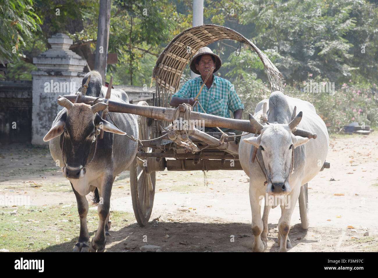 Les animaux d'élevage,deux,le buffle d'eau,Myanmar Banque D'Images