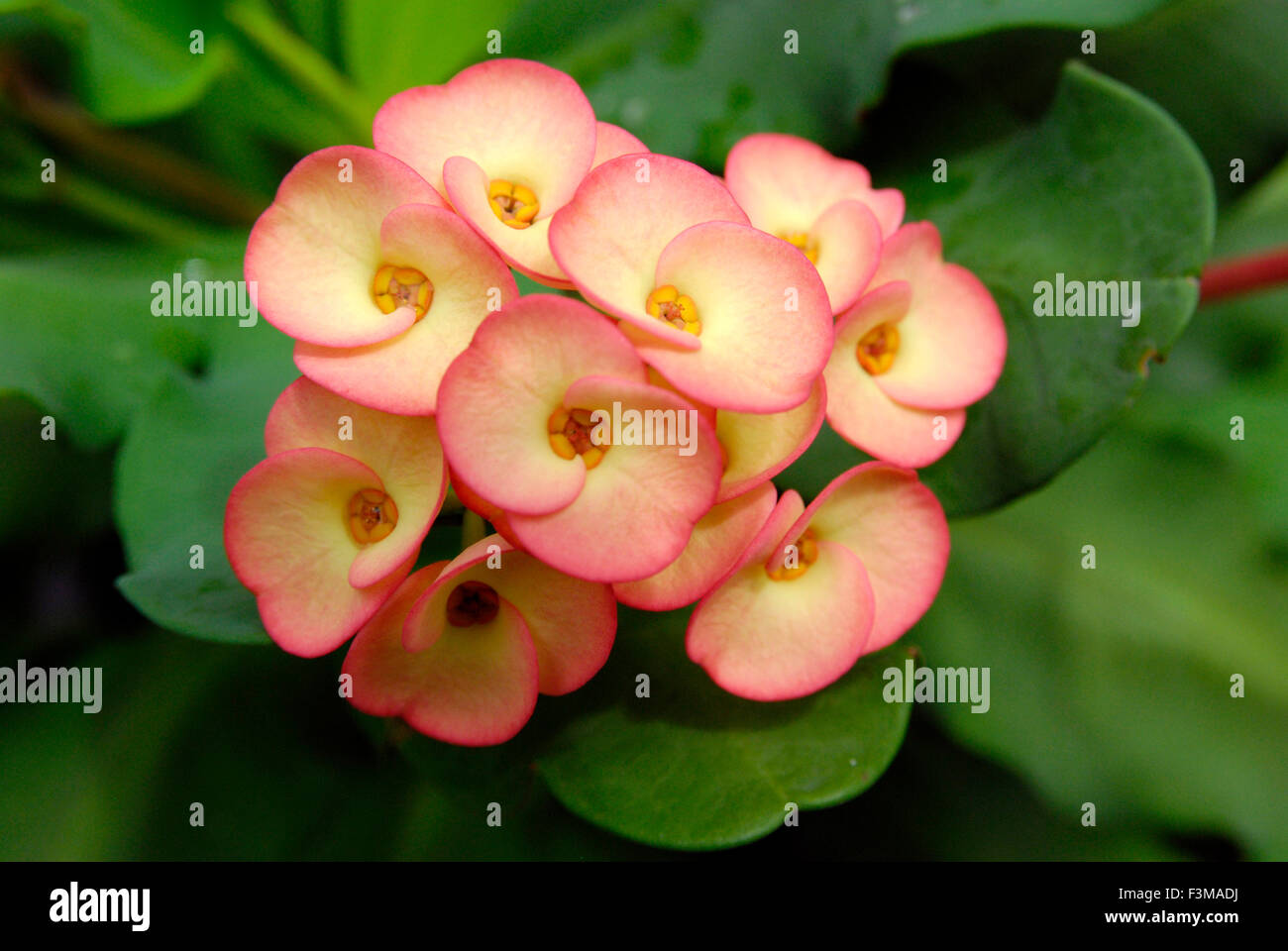 Rose et jaune Euphorbia milii Euphorbiacée Banque D'Images