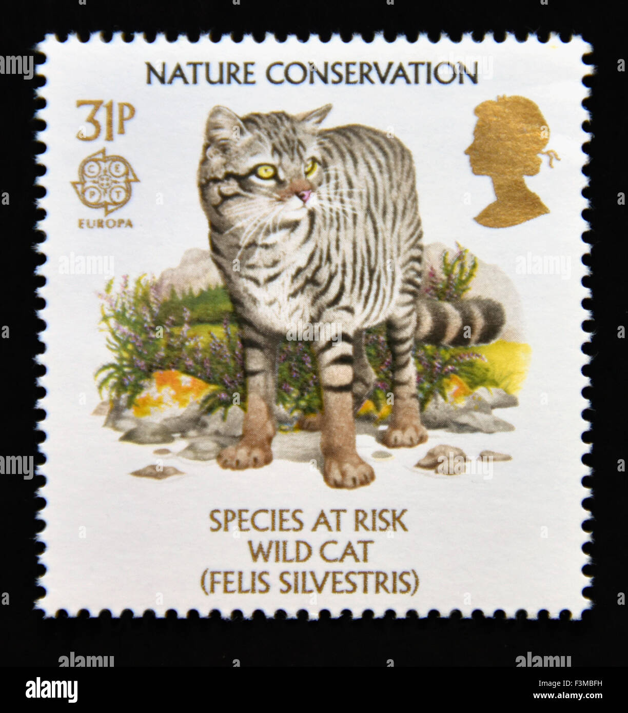Timbre-poste. La Grande-Bretagne. La reine Elizabeth II. 1986. Europa la conservation de la Nature. Les espèces en péril. Wild Cat. 31p. Banque D'Images