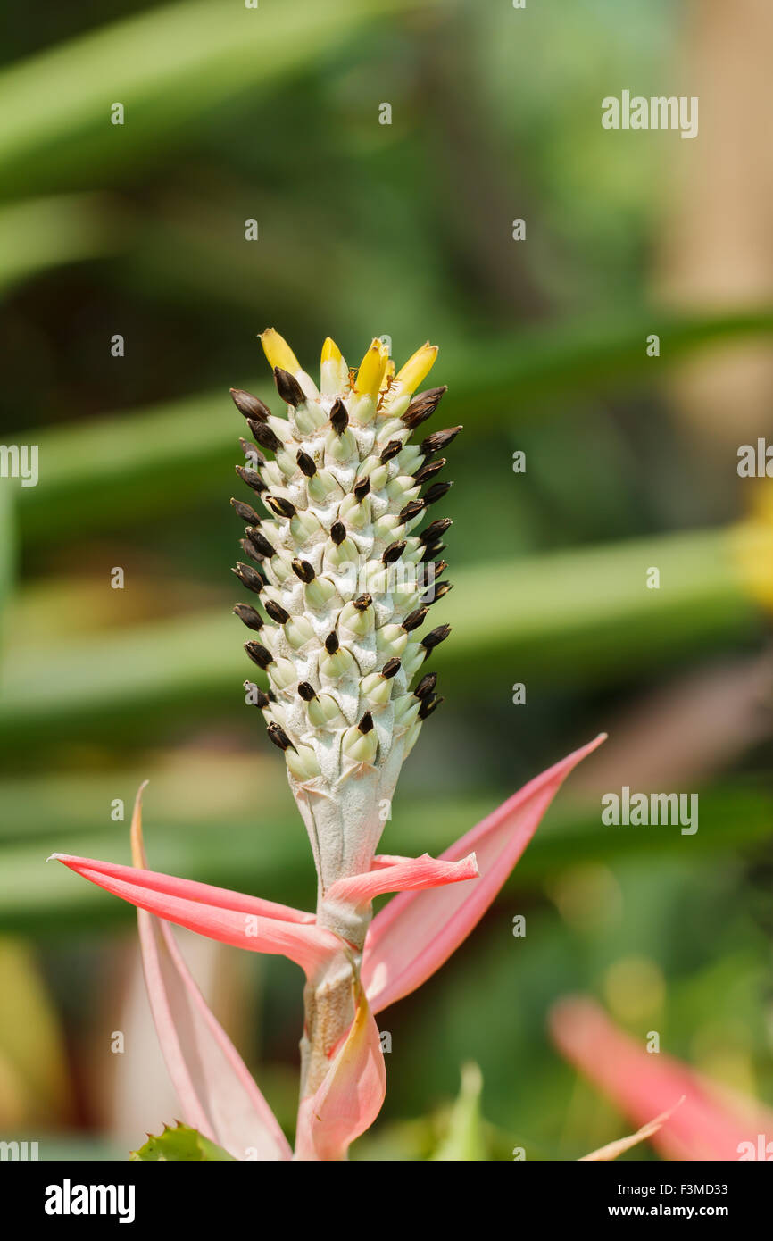 Fleur d'ananas Banque D'Images