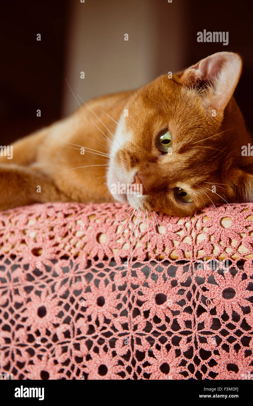 Le ronronnement du chat abyssin gingembre couchés sur une nappe en dentelle rose Banque D'Images