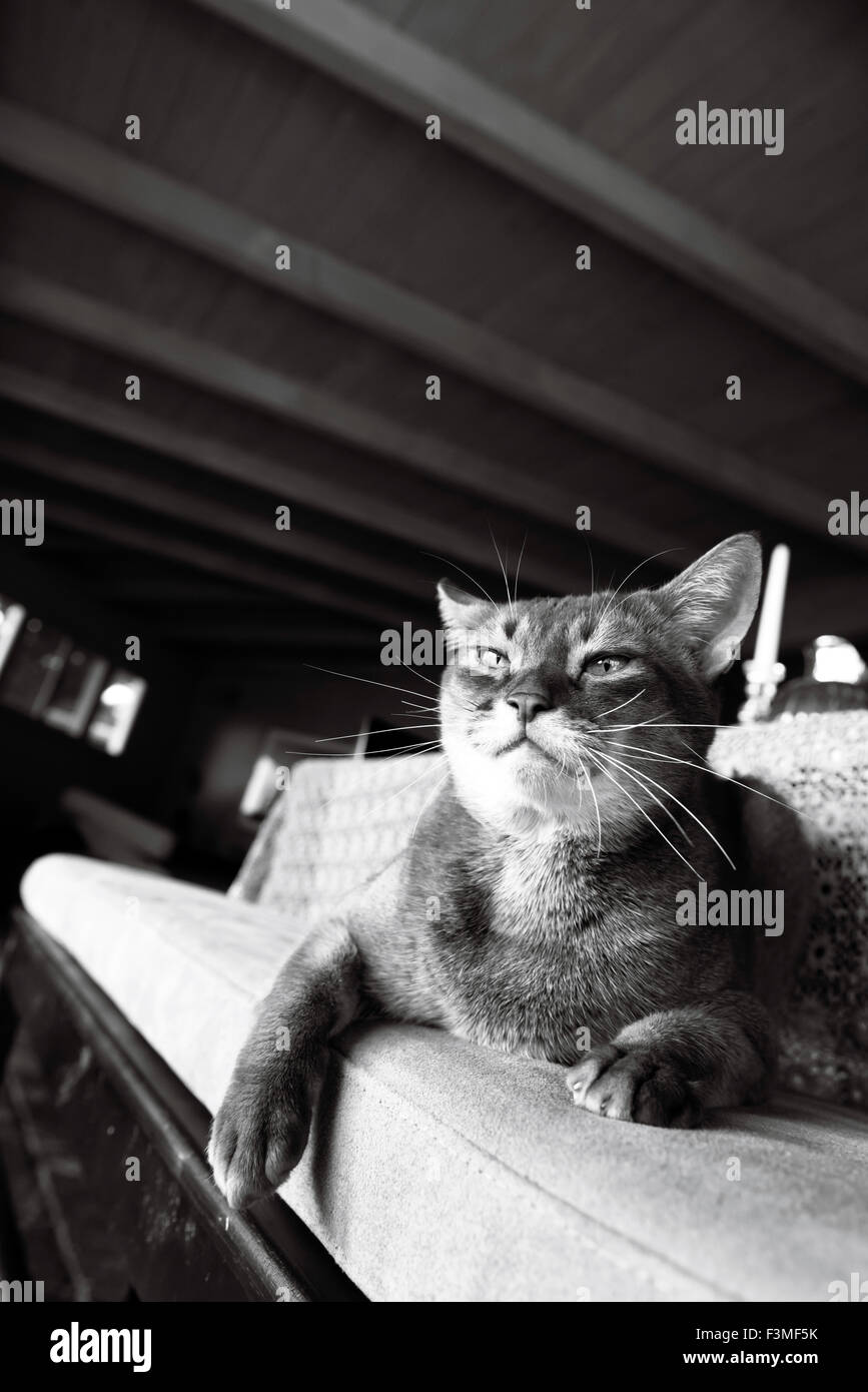 Portrait Noir Et Blanc Dun Chat Abyssin Allongé Sur Un