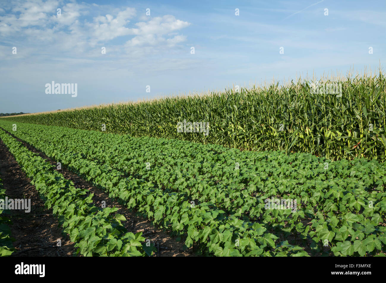 Champ,le maïs,ferme,l'Arkansas Banque D'Images