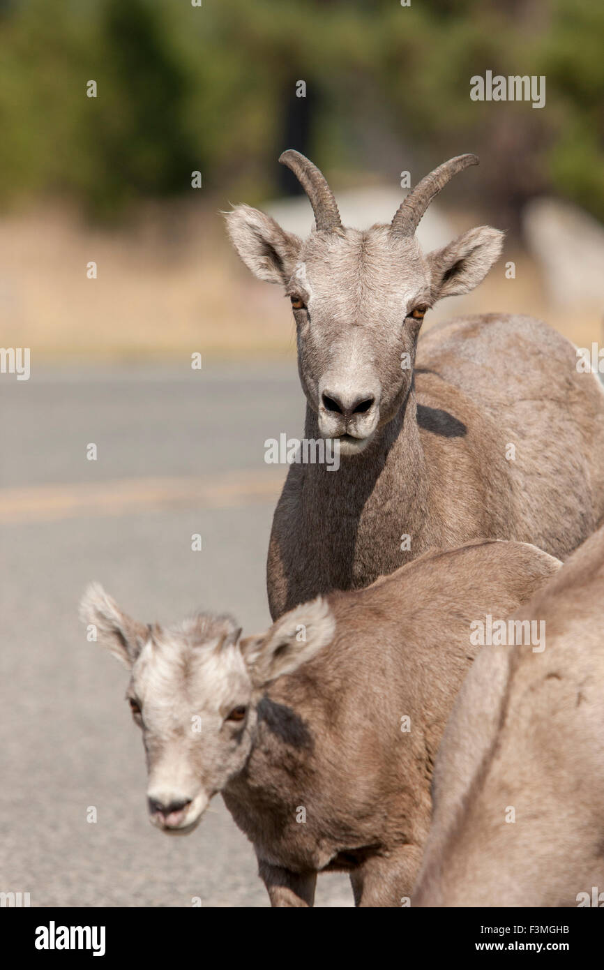 La mère et l'enfant des mouflons. Banque D'Images