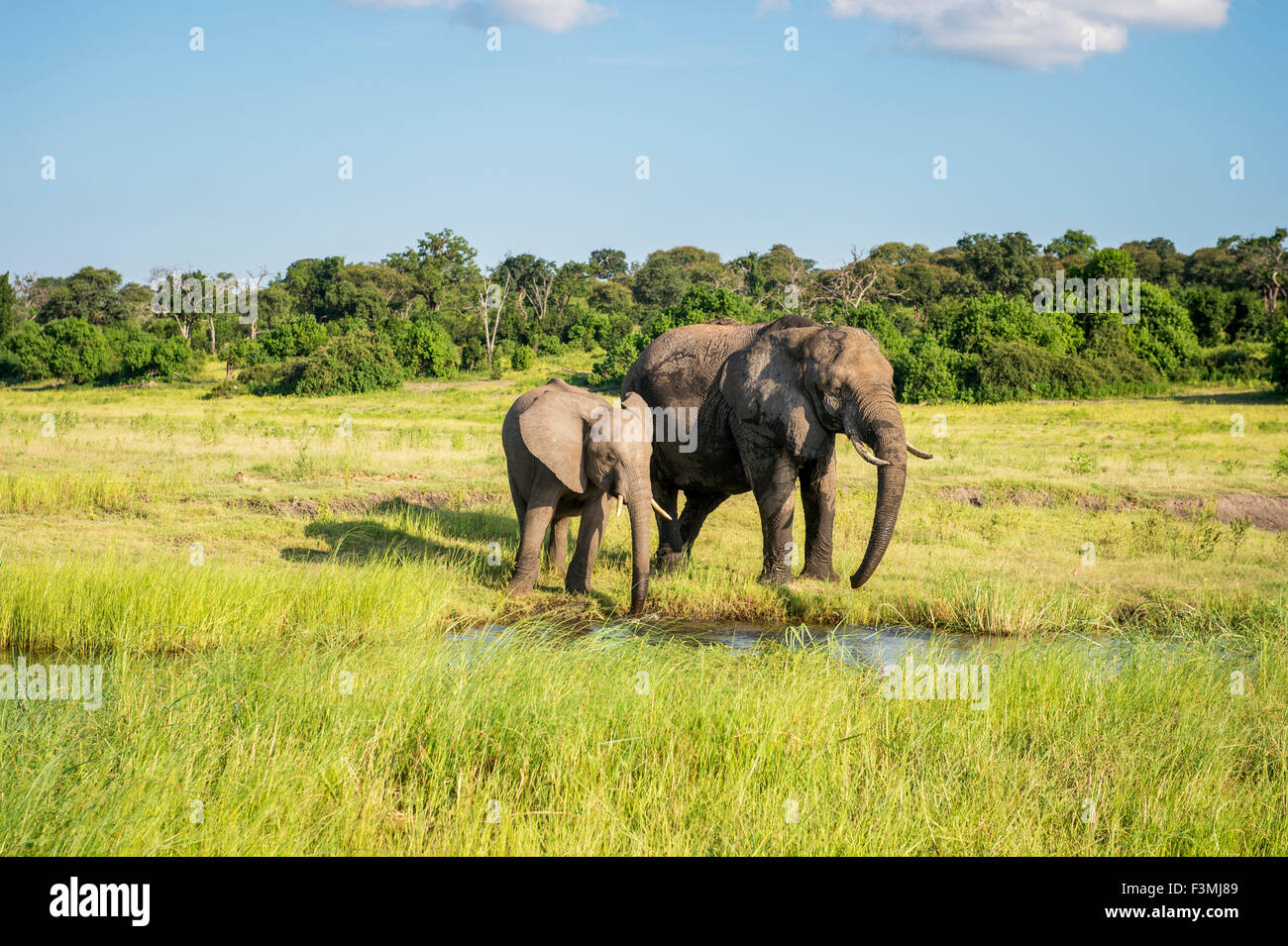 Safari,Animal,famille,l'éléphant chobe np Banque D'Images