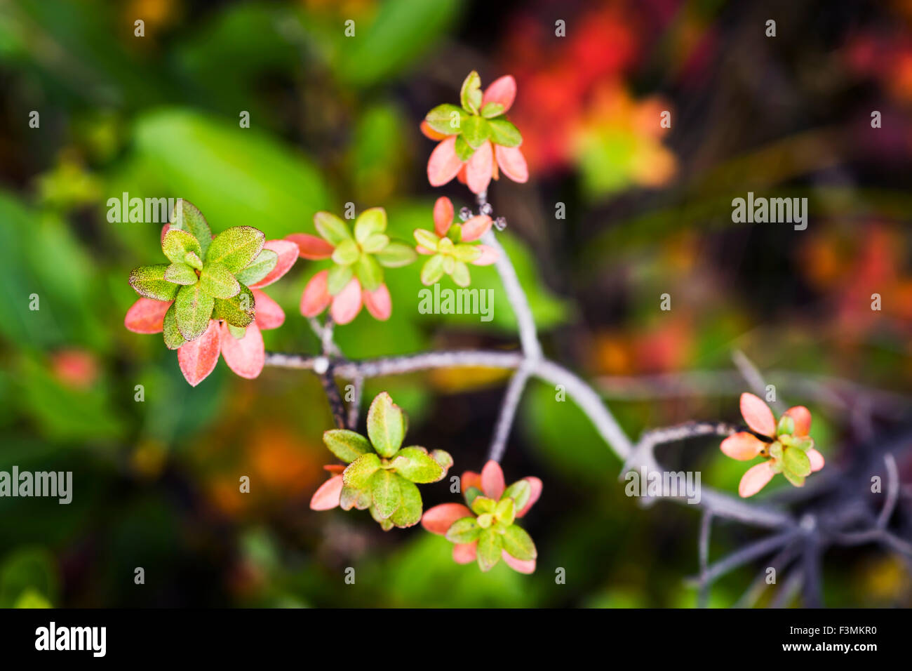 Plant,Leaf,Alaska,Brooks,Arctic Alaska Banque D'Images