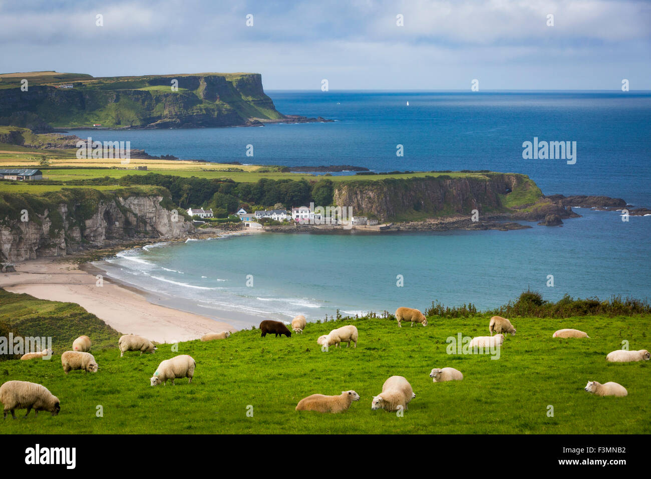 Le pâturage des moutons au-dessus du village d'Portbraddan et la côte nord du comté d'Antrim, Irlande du Nord, Royaume-Uni Banque D'Images