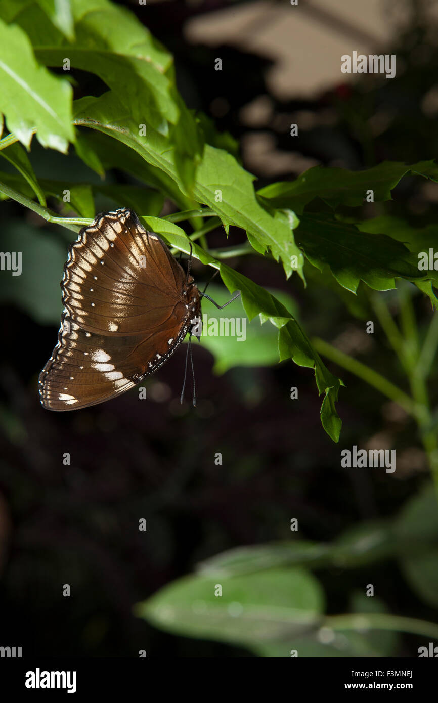 Papillon brun non identifiés perché sur feuille verte Banque D'Images