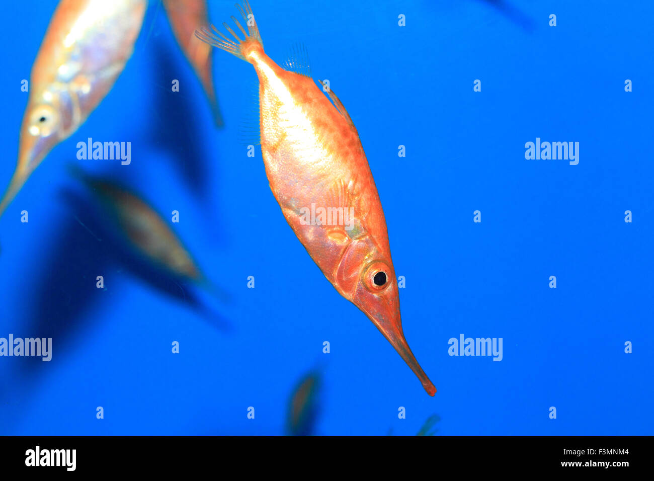 Sébastolobe snipefish (Macroramphosus scolopax) au Japon Banque D'Images