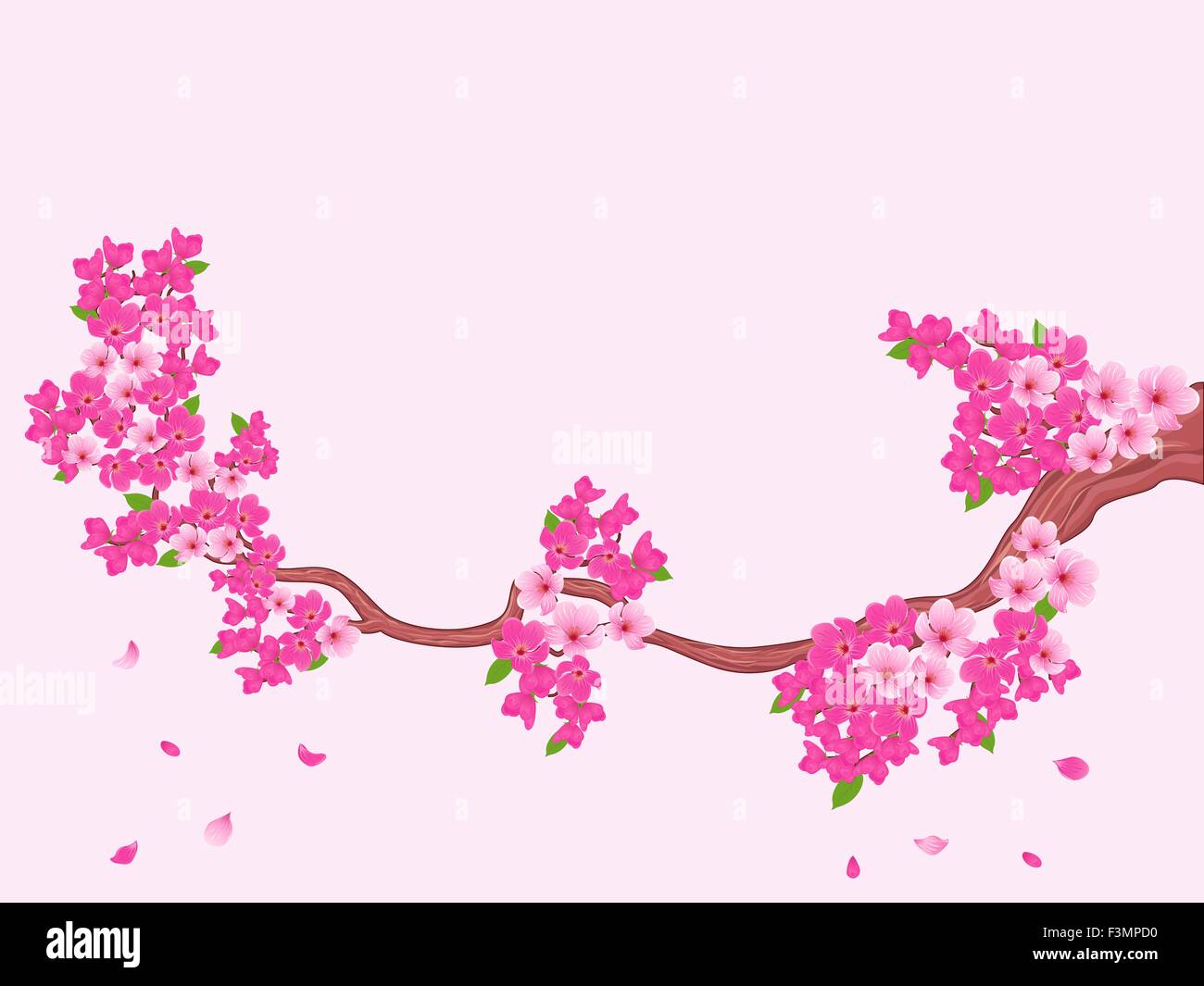 Sakura en fleurs (Japanese cherry tree) sur fond rose clair, dessin à la main vector illustration Illustration de Vecteur