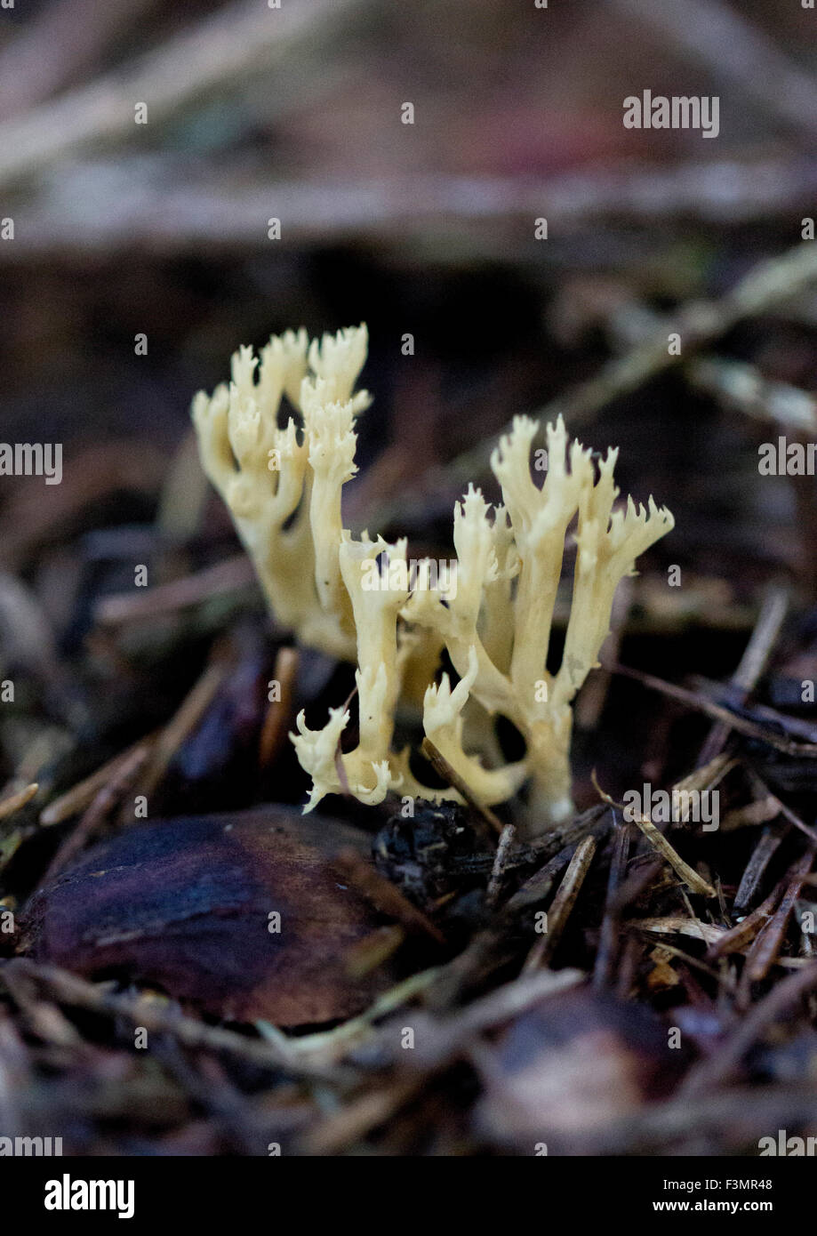 Corail champignon ramaria Banque D'Images