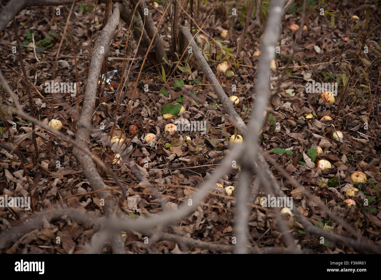 Les pommes tombées dans les bois. Banque D'Images