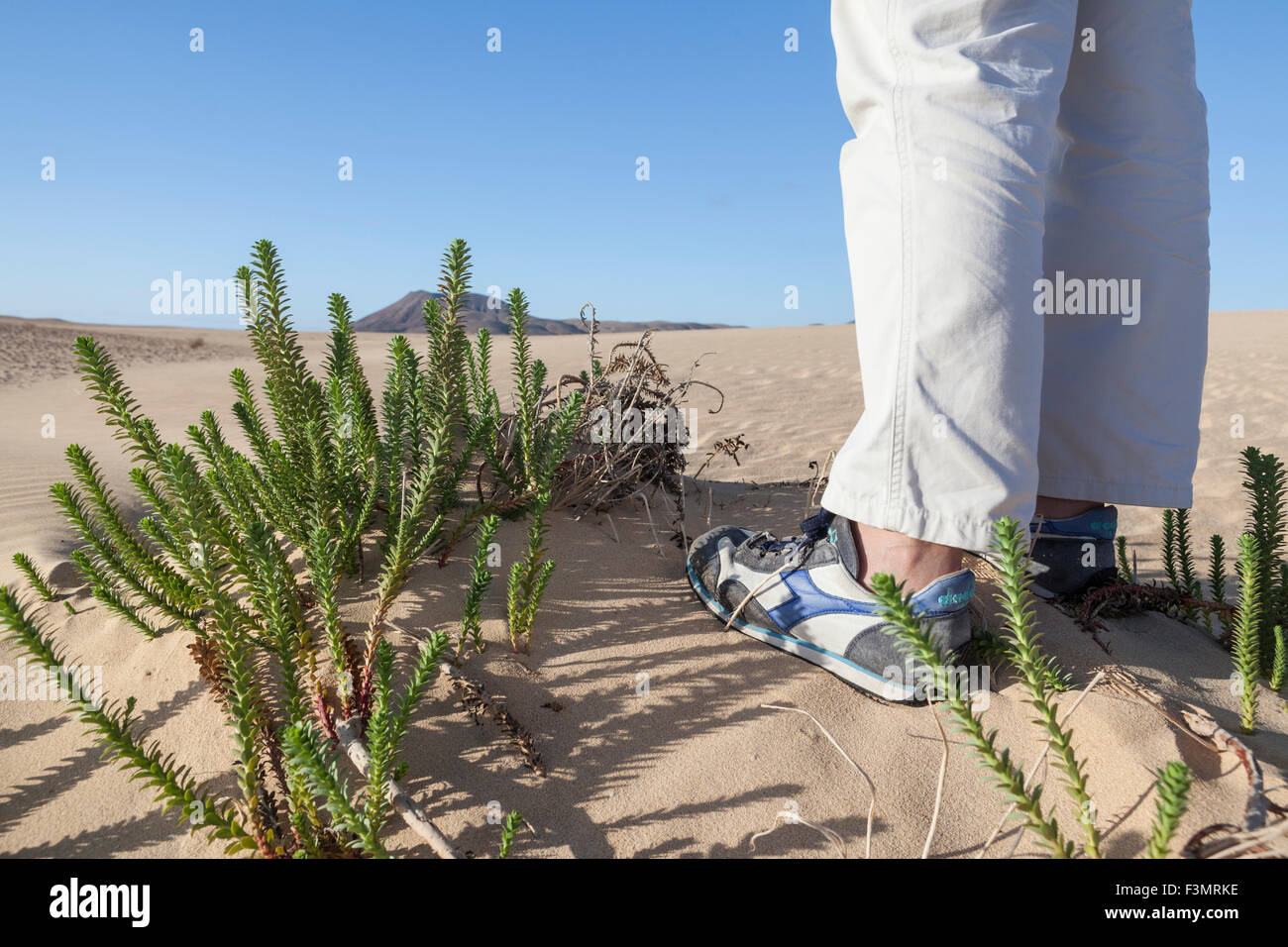 Pieds avec des chaussures à proximité de certaines plante verte du désert dans la région de désert de sable Banque D'Images