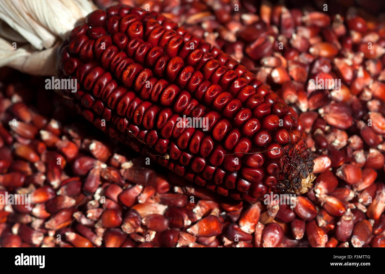 Le maïs rouge dans 'Tepetlixpa Seed Bank', créé par Tomas Villanueva Buendia 'Tomaicito' pour protéger et sauver les variétés de maïs mexicain original Banque D'Images