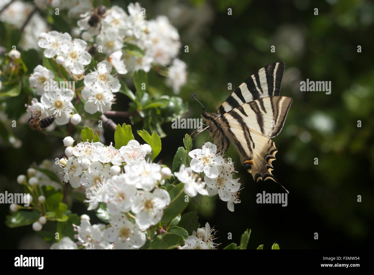 Lèche un papillon sur une fleur blanche en Prado del Rey, La Sierra de Cadiz, Andalousie, Espagne Banque D'Images