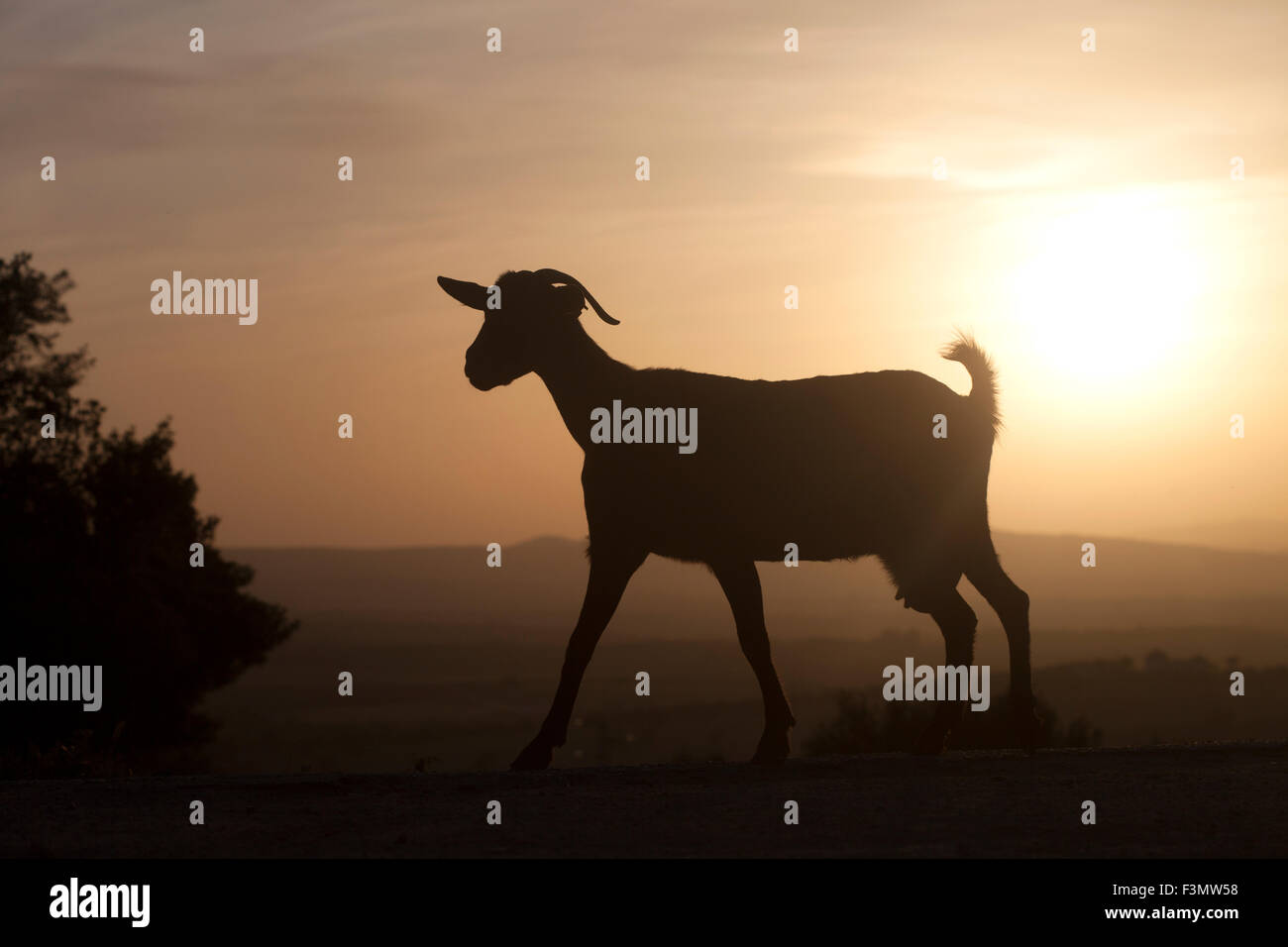 Une chèvre promenades au coucher du soleil en Prado del Rey, La Sierra de Cadiz, Andalousie, Espagne Banque D'Images