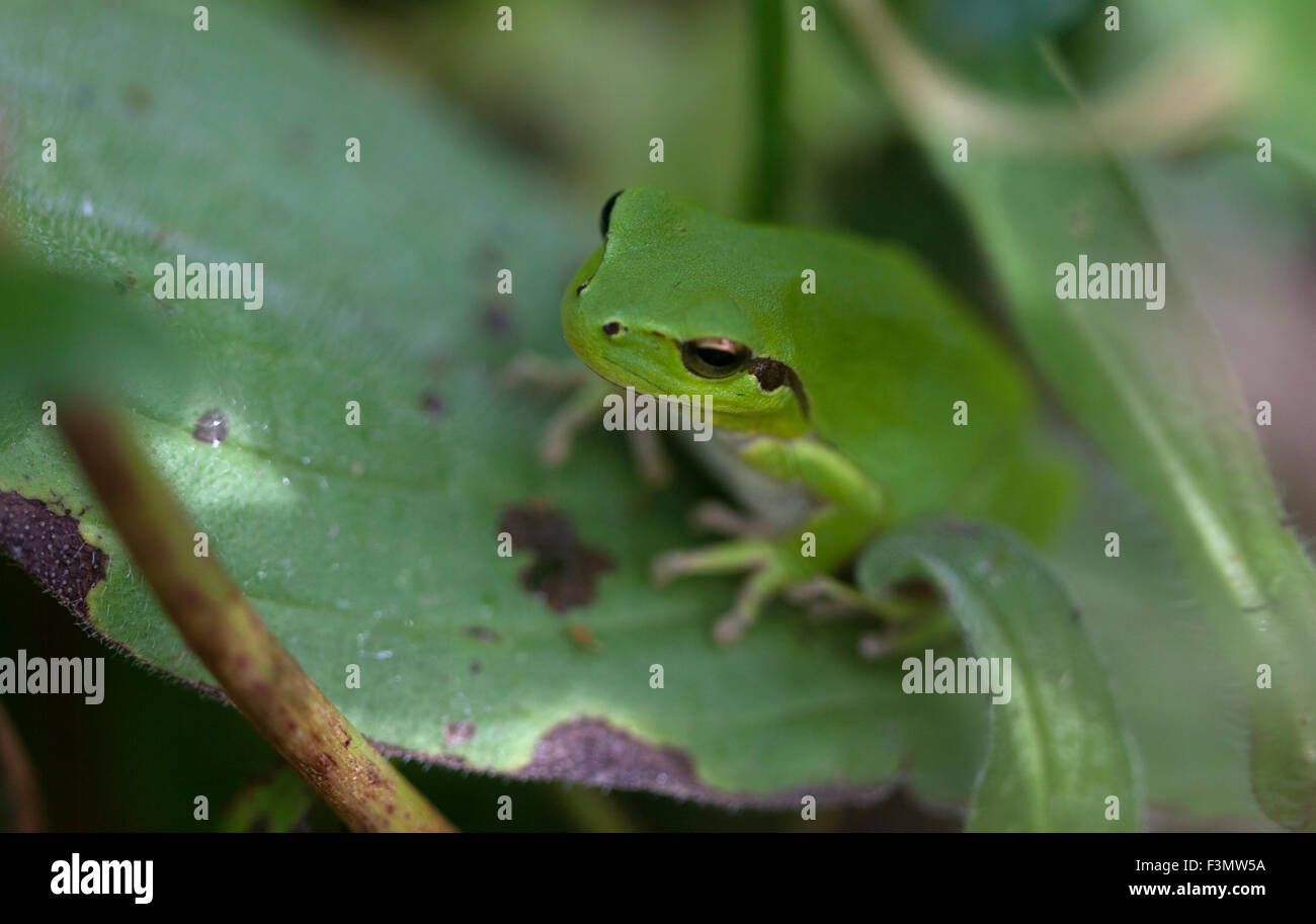 Une grenouille verte, situé sur une plante épineuse en Prado del Rey, La Sierra de Cadiz, Andalousie, Espagne Banque D'Images
