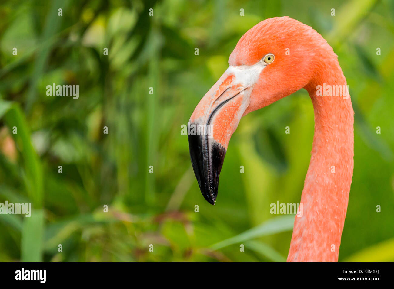 À l'Amercian Flamingo zoo local. Banque D'Images