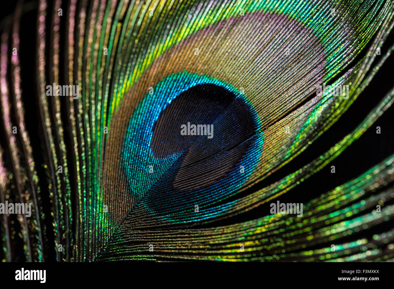 Oeil de la plume de paon Banque de photographies et d’images à haute
