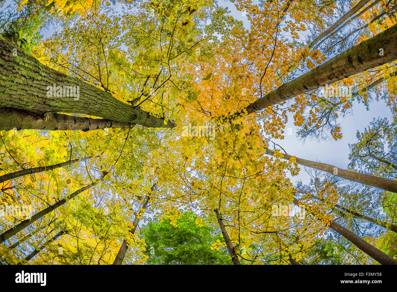 À la recherche jusqu'à l'automne les arbres tout en étant assis sur un banc. Banque D'Images