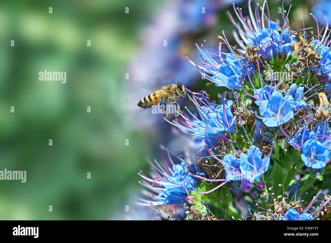 L'abeille Apis mellifera Flight Echium candicans Banque D'Images