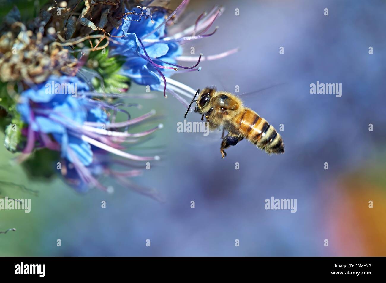 L'abeille Apis mellifera Flight Echium candicans Banque D'Images