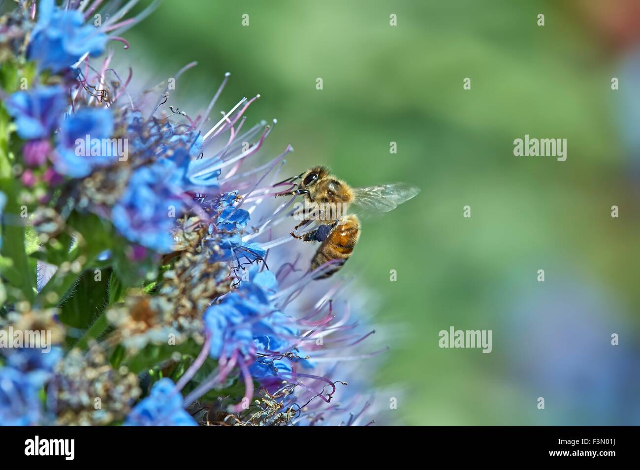 L'abeille Apis mellifera Echium candicans Banque D'Images