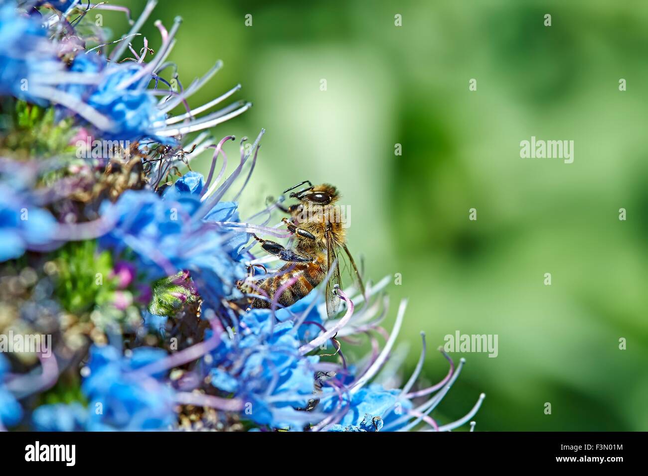 L'abeille Apis mellifera Echium candicans Banque D'Images