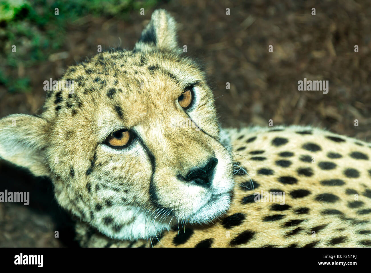 Close up d'un guépard au zoo local, de repos. Banque D'Images