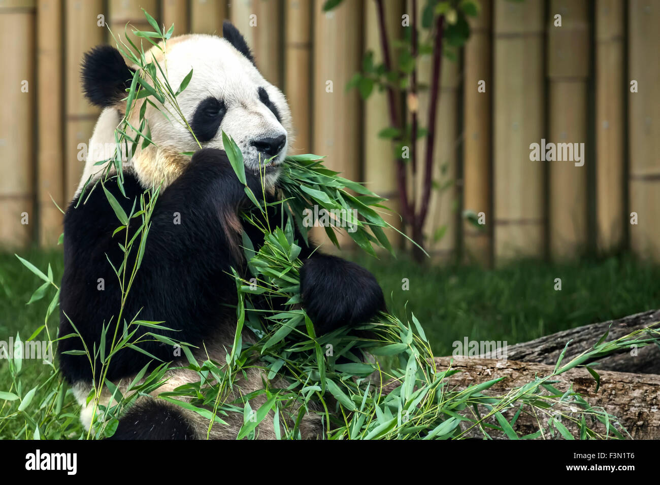 Panda géant au zoo local, manger des pousses de bambou. Banque D'Images